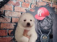 Bembeyaz güzellik safkan samoyed yavrusu