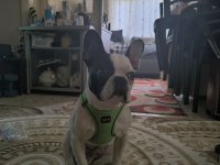 French Bulldog Raki İçin Yeni Yuva