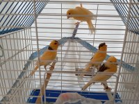 2025 yavruları kanaryalar ve annesi