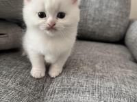 British Shorthair Beyaz Kedimiz