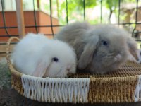 Hollanda Teddy Lop Tavşan Yavrular