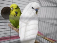 Hazır Takım Jumbo Muhabbet Kuşu