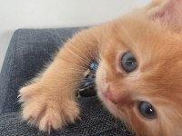 Turuncu british longhair erkek yavru