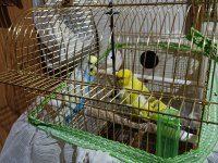 Genç çift muhabbet kuşu