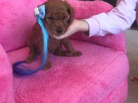 Sağlıklı Kore Poodle