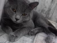 Kedimiz Hakkında Detaylı Bilgi İçin Arayınız