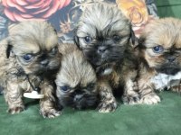 3 dişi ve 1 erkek yavru 2 aylık pekinez