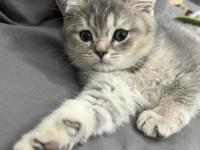 2 Aylık British Shorthair Bebekler
