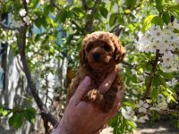 Sevimli Irk Toy Poodle