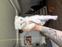 2 aylık scottish blue point yavru