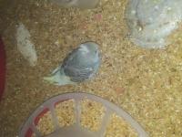 5 Adet Rainbow Muhabbet Kuşu Uyguna