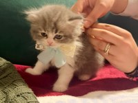 Beyaz Erkek Scottish Fold Bicolor