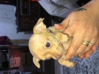 Yavru şivava sağlıklı köpekler