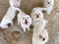 Yetişkin maltese terrier köpekler