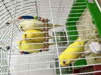 Muhabbet Kuşu Yavruları