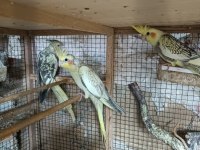 Hobiciden yeni yeme düşmüş sultan papağanı yavrular