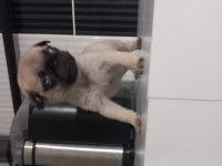 2 Aylık Dişi Yavru Pug