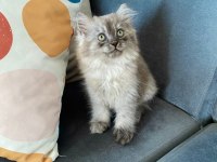 British Shorthair Ve Longhair Safkan Yuvarlak Kafa Bebekler