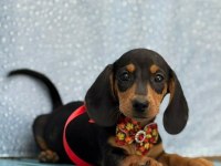 Safkan Dachshund Yavrularımız