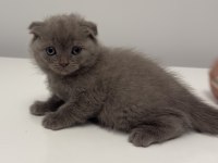 Gri scottish fold uysal ve enerjik