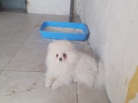 Pomeranian Boo Bebeğimiz 5 Aylık