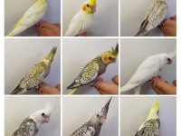 Sultan papağanı dünyası