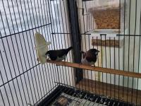 Şok Kampanya Vasıflı Mokka Kuşlar