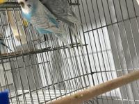 Sağlıklı Muhabbet Kuşlar