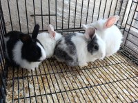 Türkiye'nin her iline gönderim yavru tavşanlar