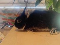 Orjinal Cüce Tavşanlar