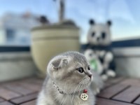 Ev Ortamında Eğitimleri Tam Dişi Scottish Fold