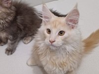 Anne Baba Şecereli Safkan Yavru Maine Coon