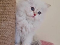 Golden Point British Longhair Yavru Erkek