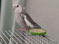 Uygun fiyata sağlıklı sultan papağanı açıklamayı okuyunuz