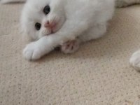 Tatlı Kedimiz Olgamı Kim İster