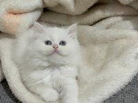 Lekesiz white british shorthair bebekler