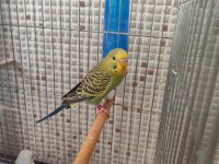 Muhabbet kuşu yavrularımız