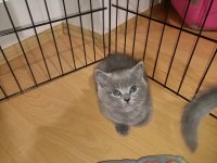2 Adet Dişi British Shorthair Yavrular
