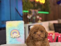Toy Poodle Irk Ve Sağlık Garantili