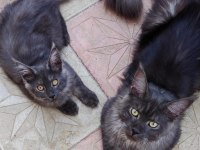 Maine Coon Yavruları