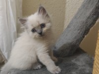 Rengarenk British Kardeşler