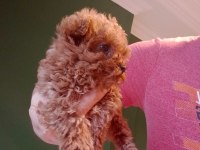 Mini Teacup Poodle Yavrumuz