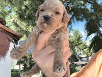 Sevimli Poodle Yavruları Yeni Yuvaya Gitmeye Hazır