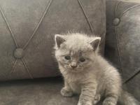 3 aylık british shorthair