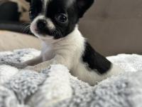 Elma Kafa Küt Burun Chihuahua Bebekler