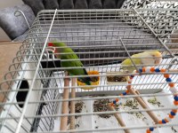 Çift Sevda Papağanı Kafes Vs Dahil