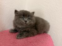 Güzeller Güzeli British Çocuklarımız