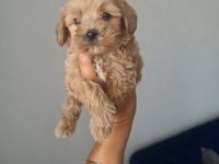 Teslime Hazır Tuvalet Eğitimli Maltipoo Minnaklarım