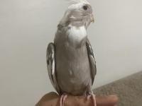 Yavrular 4 Adet Sultan Mevcut Kaçırılmayacak Fırsat