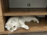 Scottish Straight Kedimiz